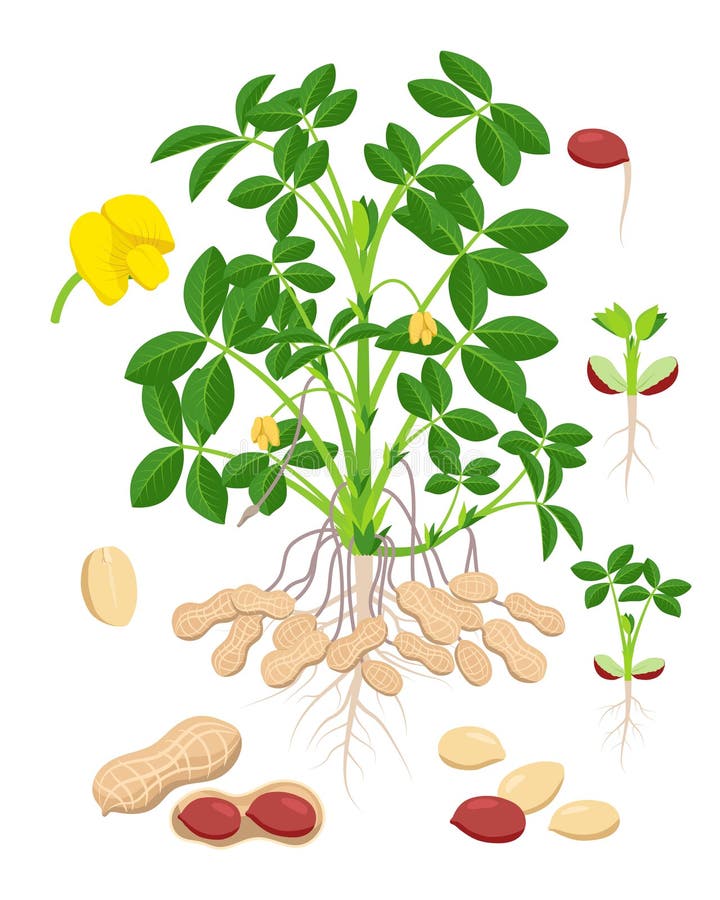 Delar och steg för jordnötstillväxt - en uppsättning botaniska vektorbilder i plan design isolerade på vit bakgrund vektor illustrationer