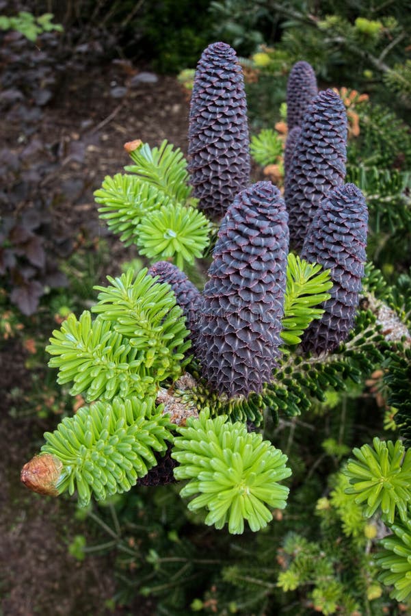 Delavays Fir Tree and Cones in Roath Park Cardiff. Delavays Fir Tree and Cones in Roath Park Cardiff