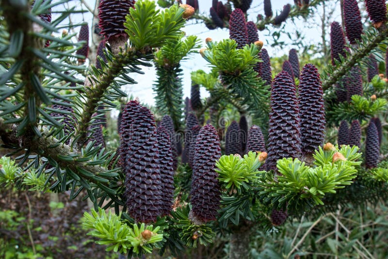 Delavays Fir Tree and Cones in Roath Park Cardiff. Delavays Fir Tree and Cones in Roath Park Cardiff