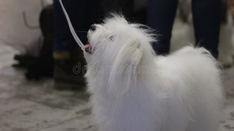 Deleites de bocejo e de espera do cachorrinho macio curioso do mestre na exposição de cães