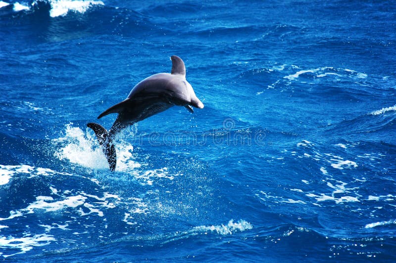 delfin obrazy royalty free