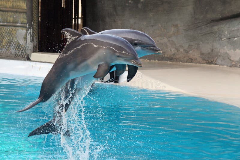 delfin obrazy royalty free