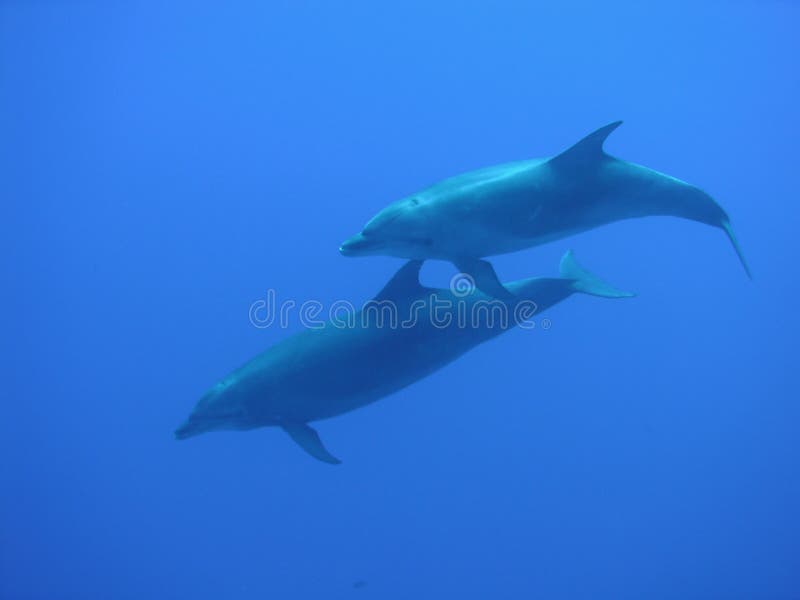 Doi delfini în Oceanul Albastru.