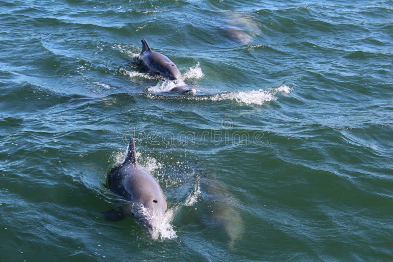 Delfin i havport Aransas Texas royaltyfri foto Delfin i havport Aransas Texas royaltyfri foto