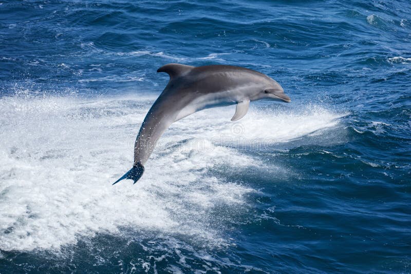 Delfinbanhoppning