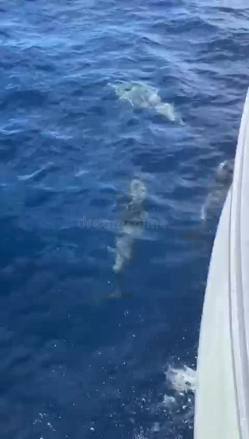 Delfiner som simmar med båt.
