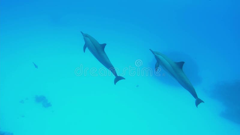 Delfiner som simmar under vatten på djupet av det röda havet