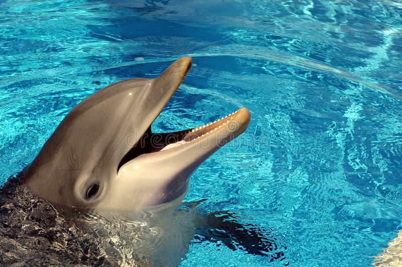 Delfinhotellpöl