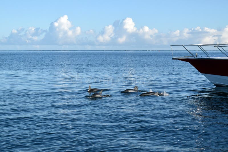 Dolphins swimming in the bow of a recreational boat in a tranquil environment. Dolphins swimming in the bow of a recreational boat in a tranquil environment