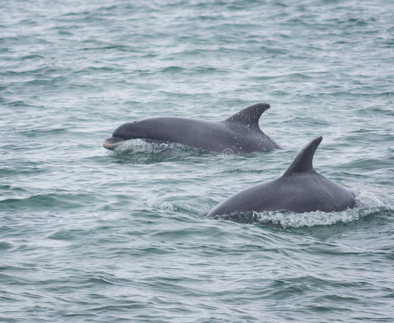 Delfini del delfino di Bottlenose fotografia stock libera da diritti Delfini del delfino di Bottlenose fotografia stock libera da diritti