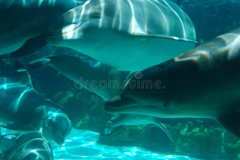 Delfini felici di nuoto fotografia stock Delfini felici di nuoto fotografia stock