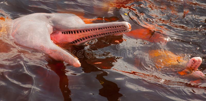 Delfino del Rio delle Amazzoni di Boto Rio delle Amazzoni, Amazonas, Brasile fotografia stock libera da diritti Delfino del Rio delle Amazzoni di Boto Rio delle Amazzoni, Amazonas, Brasile fotografia stock libera da diritti