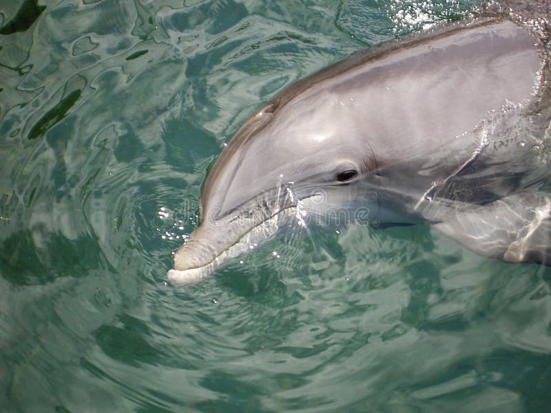 Delfino di Bottlenose fotografie stock Delfino di Bottlenose fotografie stock