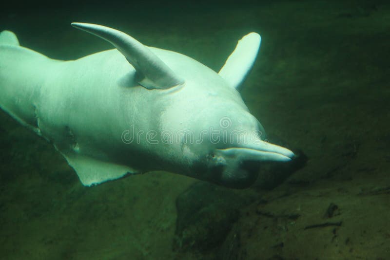 Delfino di fiume del Amazon immagine stock Delfino di fiume del Amazon immagine stock