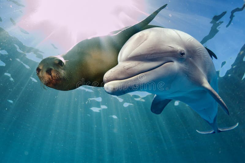 Delfino e leone marino subacquei fotografia stock Delfino e leone marino subacquei fotografia stock