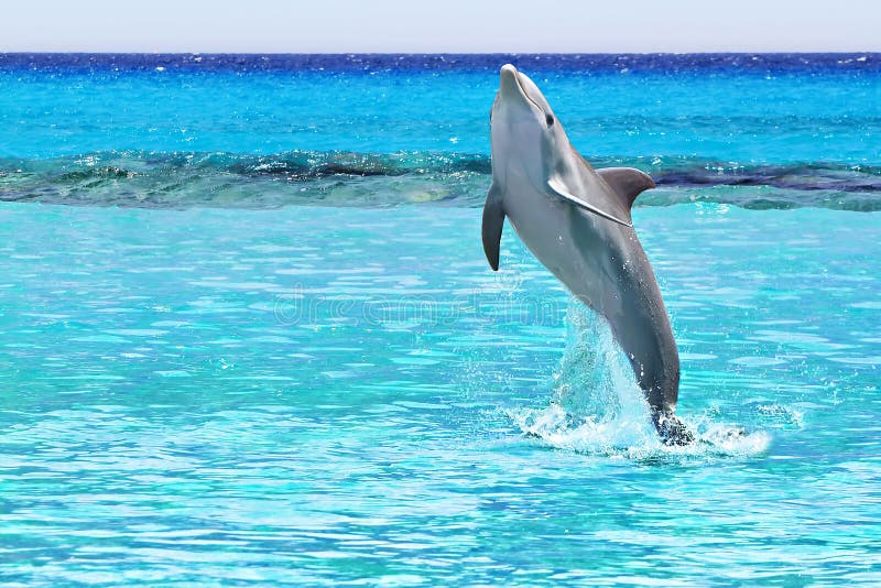 Delfino nel mare caraibico fotografia stock Delfino nel mare caraibico fotografia stock