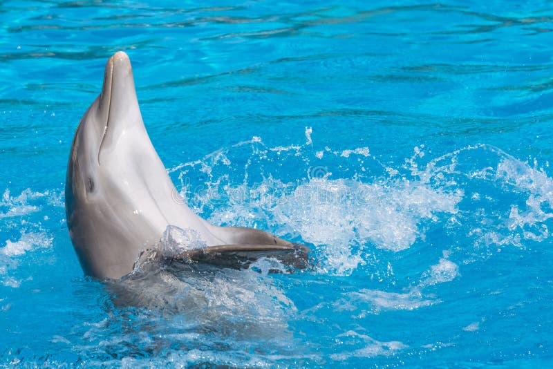 Delfino sorridente che fa il dorso Priorità bassa dell'acqua blu immagine stock Delfino sorridente che fa il dorso Priorità bassa dell'acqua blu immagine stock