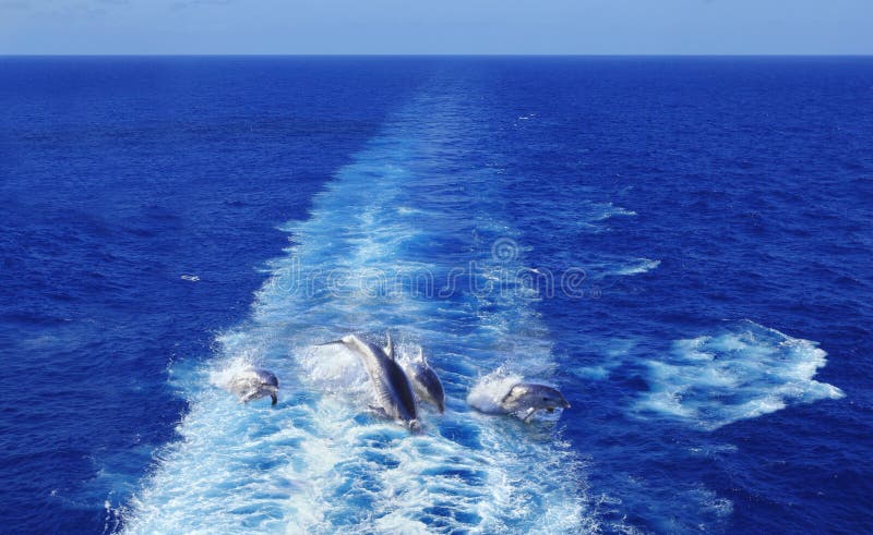 Delfiny skacze w błękitnym oceanie fotografia stock Delfiny skacze w błękitnym oceanie fotografia stock