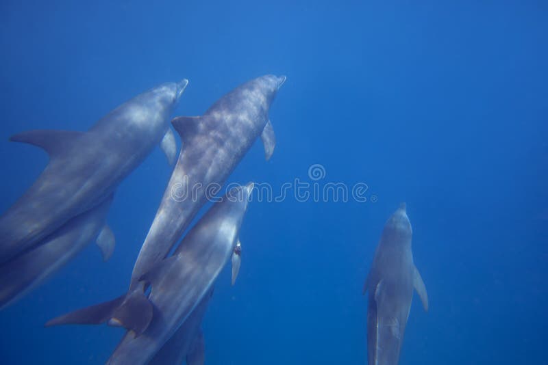 Delfínes salvajes