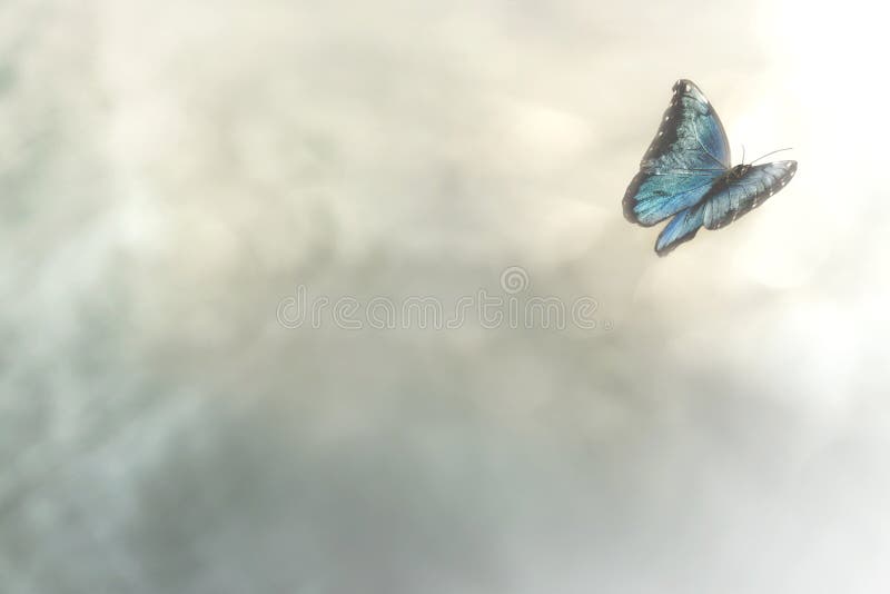 La Mariposa Vuela Al Prado De Las Flores, Fondo De La Naturaleza Imagen