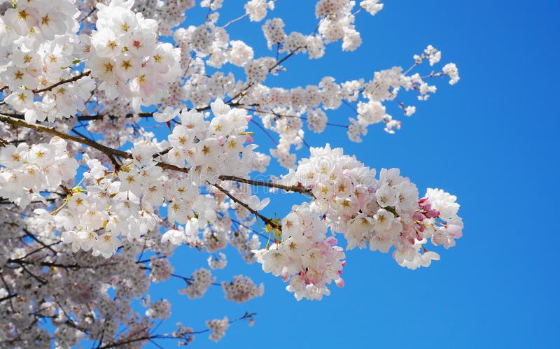 Delicada Y Hermosa Flor De Cerezo Contra Fondo De Cielo Azul. Flor De  Sakura. Foto de archivo - Imagen de cerezas, escena: 216388060