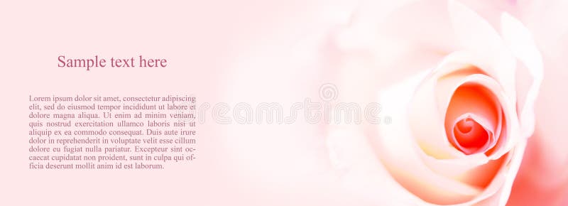 Delicate background with a rose. Pastel background, calm colors. Place to insert text. For card and banner. Sweet color roses in