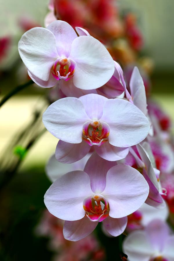 White Orchids stock photo. Image of petal, orchids, exotic 37804990