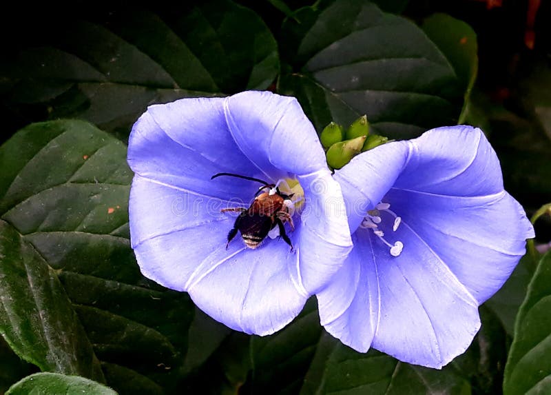 Delicate blue flowers stock photo. Image of blue, plants 141809630