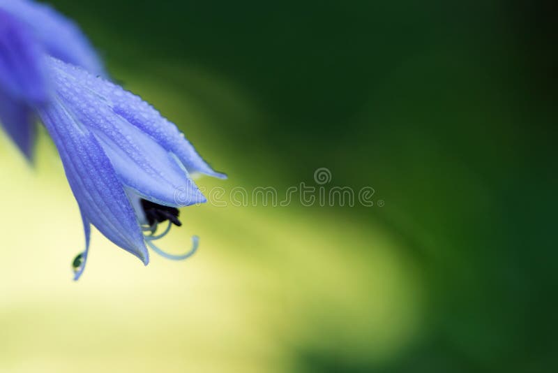 Delicate blue hosta flowers on blur nature green background. Beautiful bell garden flowers. Shallow depth of field, blurred, bokeh, natural, summer, hostas, beauty, plantain, leaf, flora, perennial, funkia, closeup, blossom, botany, lily, purple, isolated, fresh, color, bloom, asparagaceae, lilies, pattern, giboshi, botanical, asparagales, blooming, spring, environment, violet, plants, bluebell. Delicate blue hosta flowers on blur nature green background. Beautiful bell garden flowers. Shallow depth of field, blurred, bokeh, natural, summer, hostas, beauty, plantain, leaf, flora, perennial, funkia, closeup, blossom, botany, lily, purple, isolated, fresh, color, bloom, asparagaceae, lilies, pattern, giboshi, botanical, asparagales, blooming, spring, environment, violet, plants, bluebell