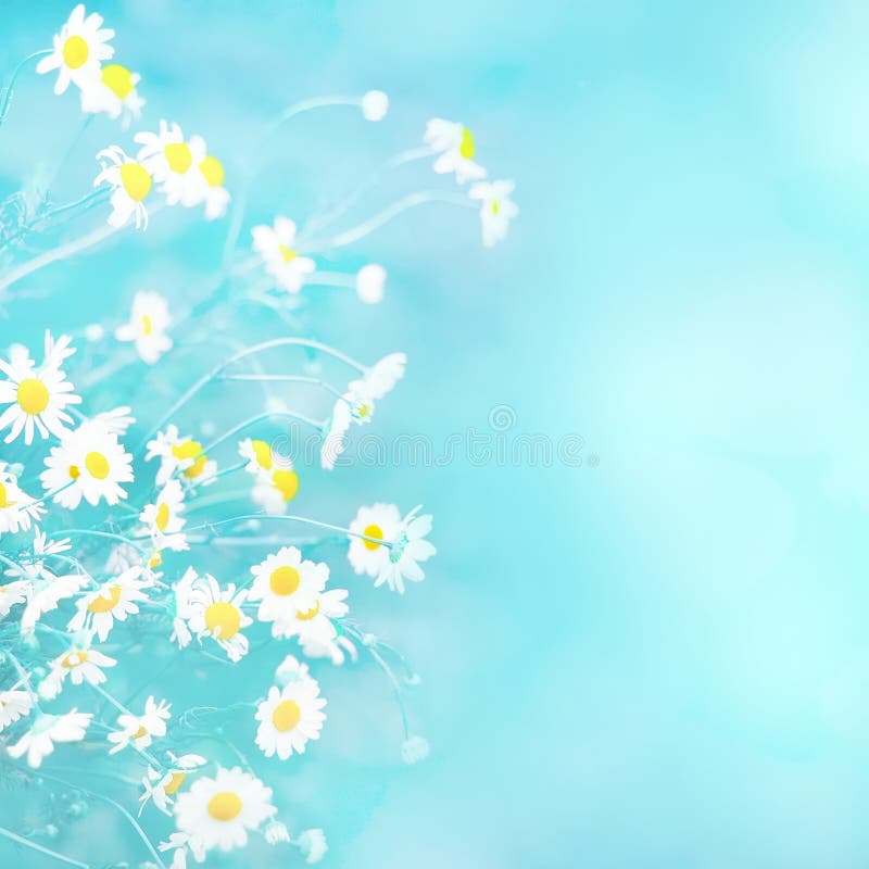 Delicate blue Spring summer background with chamomile flowers