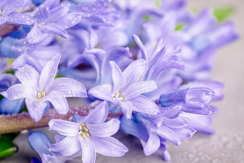 Delicate Blue Violet Hyacinths Flowers with Drops of Water. Flowers