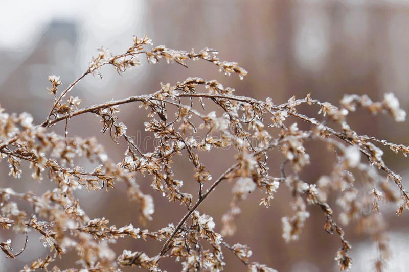 Delicate branches encased in a thin layer of ice with small dried leaves visible along the stems background is softly blurred libre illustration