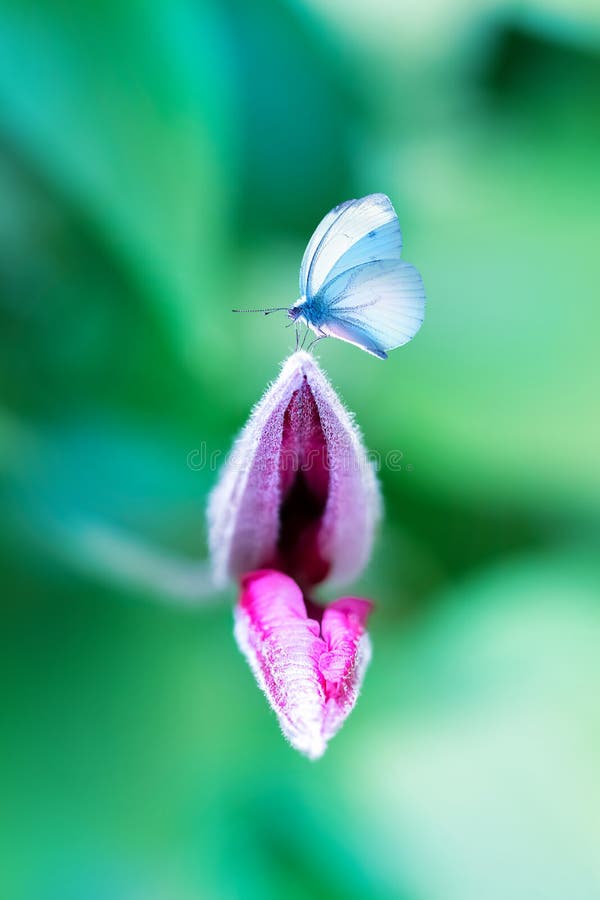 Delicate butterfly on a clematis bud in a magical garden. Summer natural image. royalty free stock photo