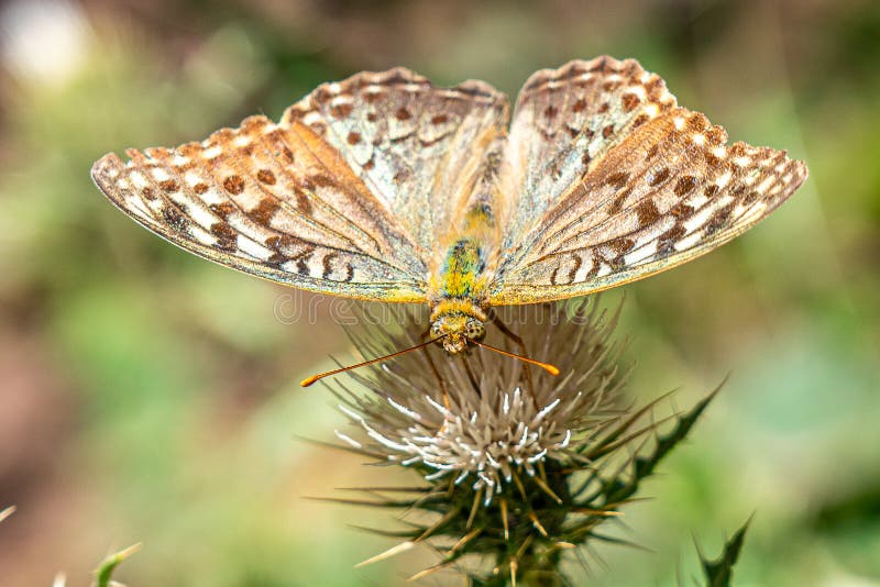 A delicate butterfly rests on a vibrant flower, its wings unfurled in a stunning display of color stock photos