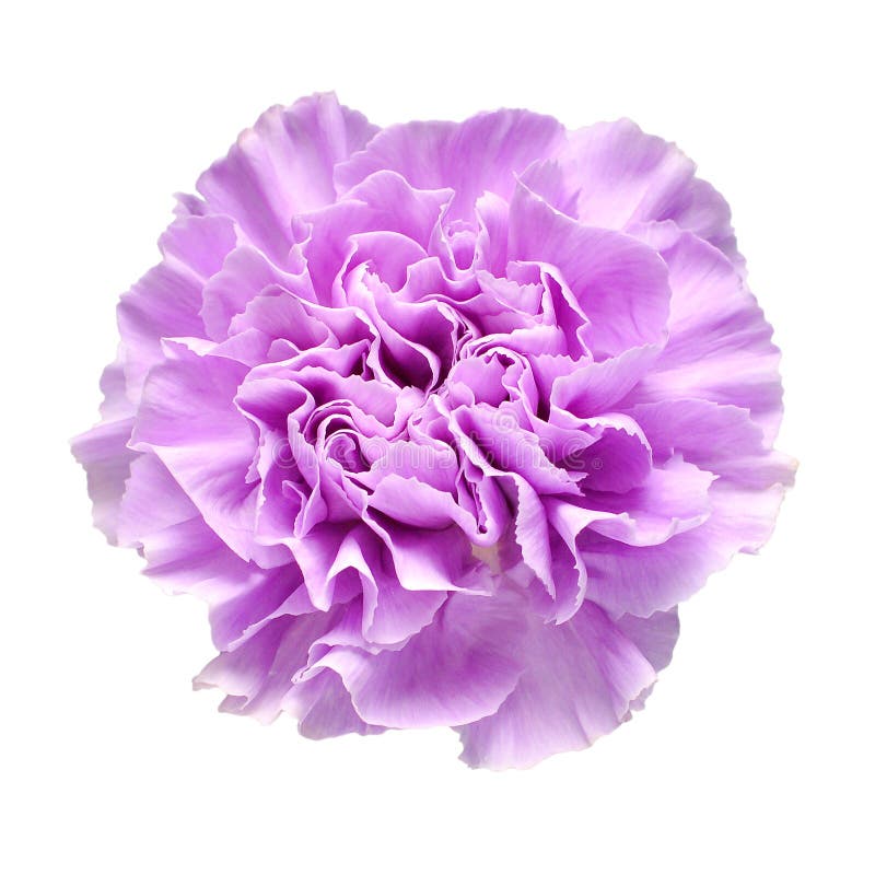 Delicate Carnation Lilac Head Flower Isolated on White Background Stock ...