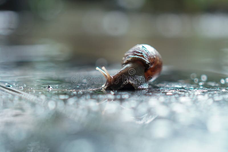 A delicate close-up of a snail, with a beautiful bokeh effect in the backdrop, capturing the essence of a rainy day and the slow pace of nature
