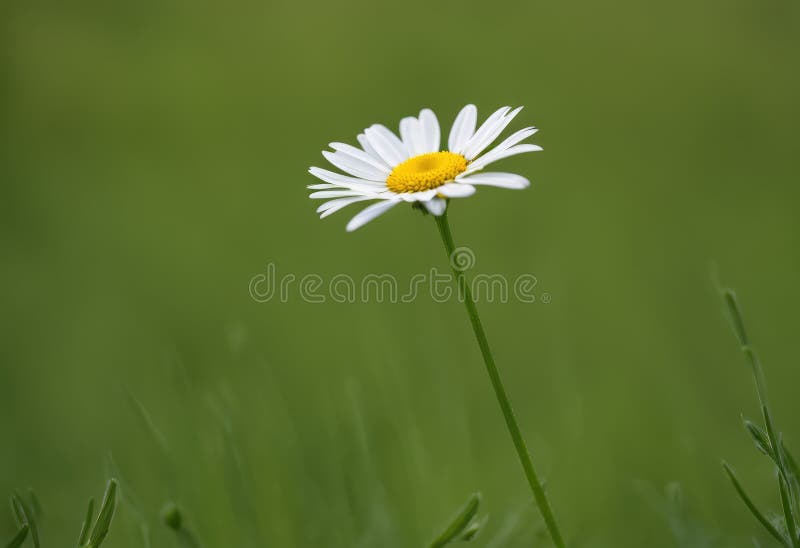 A delicate daisy blooming in a field stock illustration