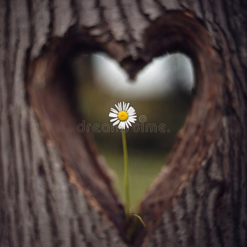 A delicate daisy stands at the center, framed by a heart-shaped carving in a tree trunk stock illustration
