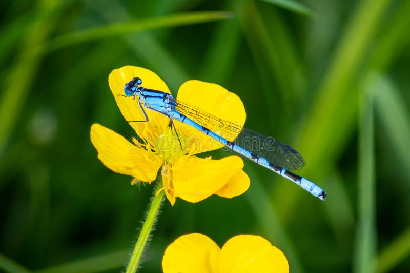 Blue Damselfly resting on a buttercup flower