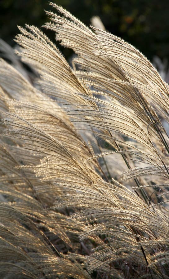 Delicate decorative dry grass in a sunlight.