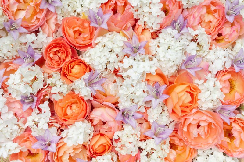 Những bông hoa hồng cam nhạt trên nền trắng cùng với cánh cúc trắng thật tuyệt vời! Bức ảnh này đem lại cho bạn cảm giác thanh lịch và sang trọng. Không gian sống của bạn sẽ trở nên rực rỡ hơn cùng với những bông hoa tuyệt đẹp này.