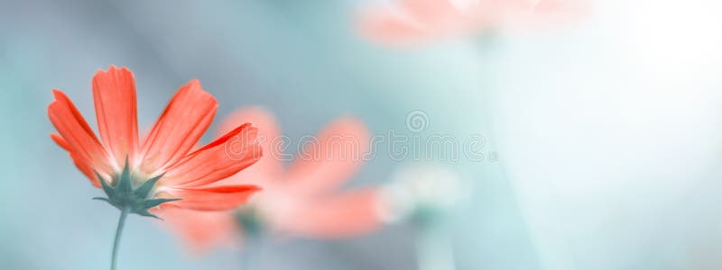 Delicate floral spring or summer border. Beautiful cosmos flowers on a blurred natural background. Soft selective focus