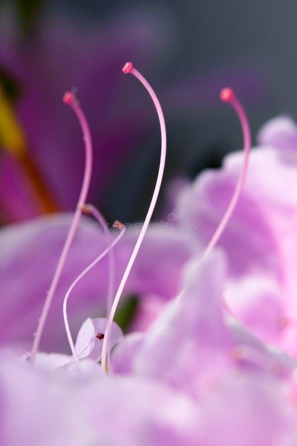 Winter flowers stock photo. Image of pretty, winter, closeup 1473626