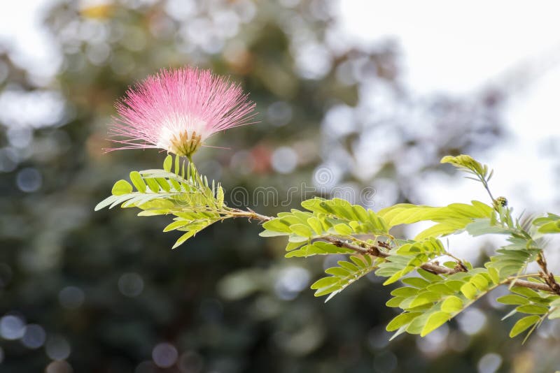 Delicate Flower of Pink Mimosa Tree in Sunlight Stock Image Image of