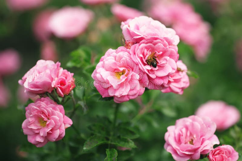 Delicate Flowering Shrub with Roses and Wild Rose Stock Photo Image of warm, pink 189764922
