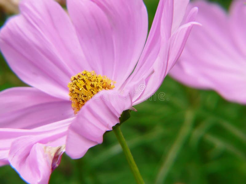 Delicate flowers stock photo. Image of floral, peace, stem 203676
