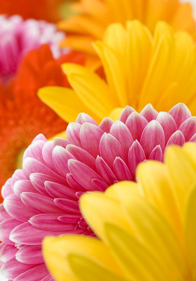 Delicate Flowers Picture. Image 5284554