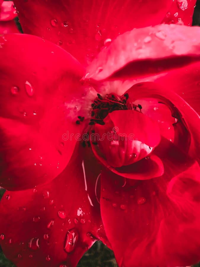 Dew Drops on roses stock image. Image of water, flowers 73331971