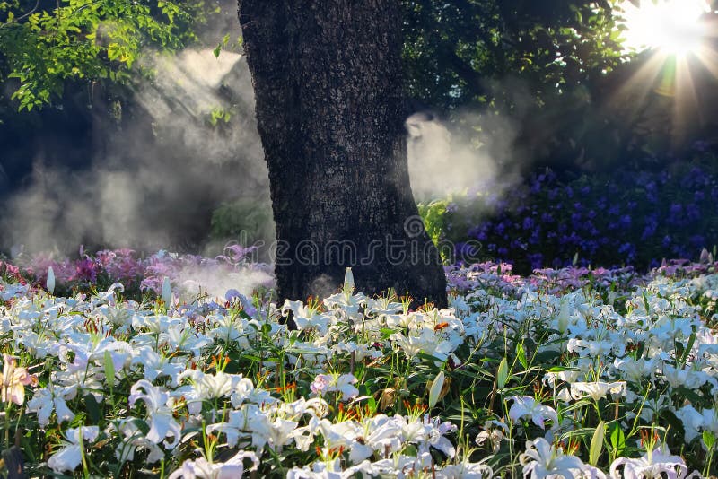 Delicate fragrant white lilies in a foggy garden. Floral summer landscape.