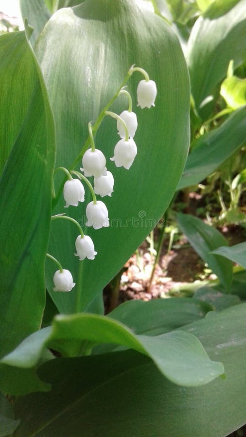 Delicate lily of the valley. Spring Flower. White bells. royalty free stock photo Delicate lily of the valley. Spring Flower. White bells. royalty free stock photo